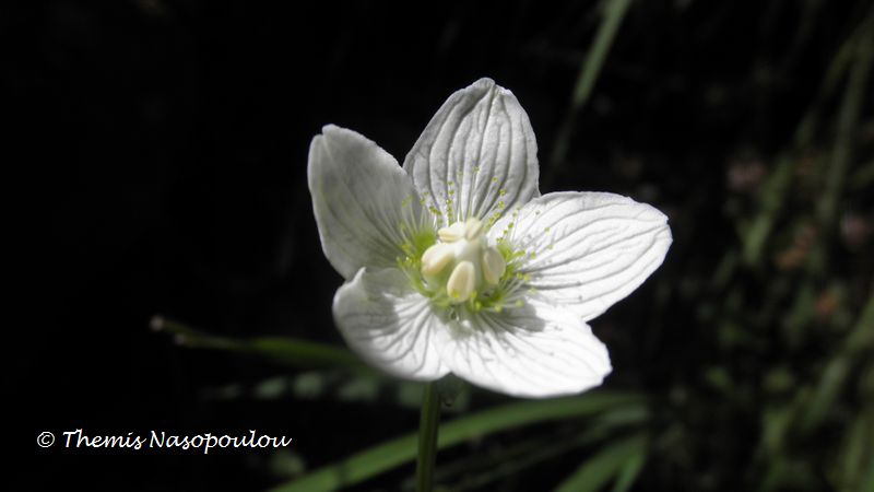 Parnassia palustris